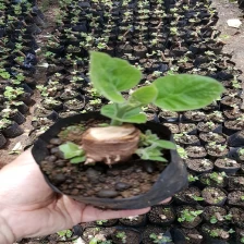 China Top survive rate paulownia roots with certificate supported manufacturer