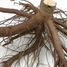 中国 速い成長耐寒性ハイブリッドpaotong fortuneiとtomentosaハイブリッド王室の皇后桐の大きな根の植物 メーカー