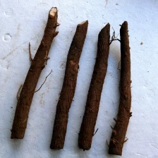 Chine paulownia Z07 12-17cm haute survivre au taux frais racines de paulownia résistant au froid avec certificat pour plantation ShandongChina fabricant
