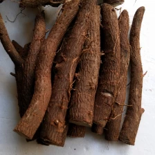 China New types paulownia roots for sale manufacturer