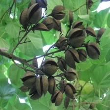 porcelana paulownia elongata.paulownia shantong, raíz híbrida 9501 fabricante
