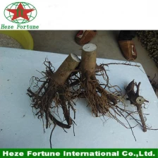 China paulownia stump high survive rate manufacturer