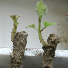 porcelana ahorrar tiempo y trabajar raíz paulownia mejor que las semillas fabricante