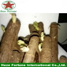 porcelana La venta a granel de DHL entrega paulownia híbrido de corte 9501 de la raíz fabricante