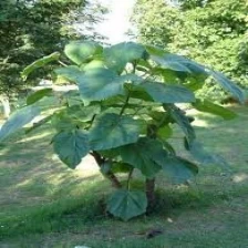 China wood production use paulownia 9501 root seedling stump fastest growing in the world manufacturer