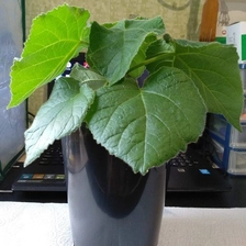 China 2025 fresh paulownia hybrid 9501 root seedlings for sale manufacturer