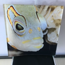 China Image or photo or picture digital printing on glass structural curved laminated security decorative glass manufacturer
