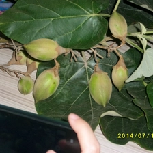 الصين paulownia الجديدة الطازجة 2017 البذور تونغ، الهجين 9501، النجاتى، والقط الصانع