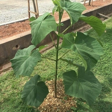 चीन 2018 fresh cut paulownia root hybrid 9501,shantong,elongata,tomentosa,fortunei wholesale in November उत्पादक