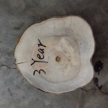 China 3 year paulownia wood timber grow from hybrid 9501 root manufacturer