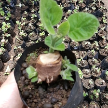 चीन Best cold resist species Paulownia hybrid shantong root cutting for big tree timber उत्पादक