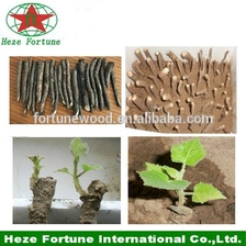 China Best species paulownia shantong ST4 for cold weather manufacturer