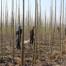 Китай Лучшая поставка сезона paulownia для посадки производителя