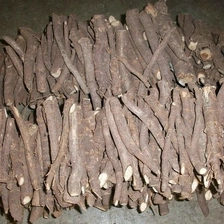 China Big discount Paulownia root hybrid shan tong 4 for growing timber manufacturer