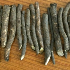 الصين السائبة paulownia الهجين الشتلات 9501 قطع جذور الشتلات الصانع