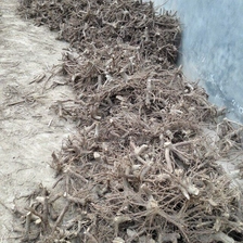 الصين الصين بولونيا HYBRID ROOT STUMP بالجملة الصانع