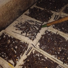 الصين جذور كيري الطازجة للمزارع الصانع