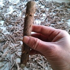 चीन China cold resistant fast growth hybrid paulownia 9501 root for planting उत्पादक