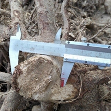 الصين الصين السيجارة شجرة paulownia الأصلي قطع الأخشاب الصانع