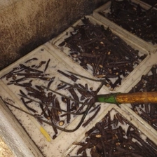 China Clean disinfected paulownia root different species with PHY certificate manufacturer