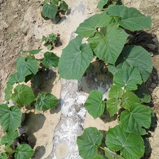 Китай Paulownia 9503 корневая резка для плантации производителя