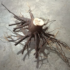 الصين تطهير paulownia الشتلات السيجارة مع نظام قوي للجذر الصانع