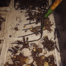 الصين Disinfected paulownia stump very fast growing for wood production الصانع