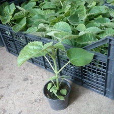 चीन Fast growth paulownia hybrid 9501 seedlings for planting उत्पादक