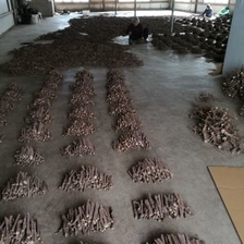 China Fresh new 2018 paulownia shantong hybrid 9501 root cutting cold resist for wood production fabricante