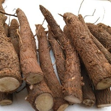China Good quality paulownia shantong roots cutting manufacturer
