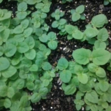 China Good supplying paulownia seeds with phyto certificate manufacturer