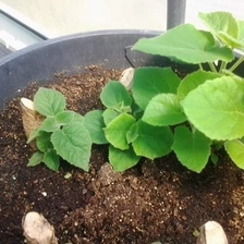 China Certificated paulownia tomentosa seeds manufacturer