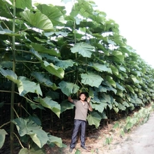 चीन ग्रेड एए Paulownia पेड़ sapling उत्पादक