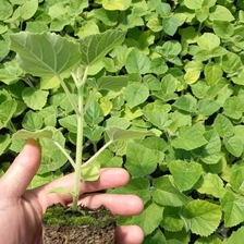 चीन Heze fortune paulownia shantong seeds Shandong उत्पादक