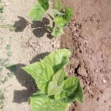 चीन उच्च जीवित दर पौधों Paulowownia routs kiri plant Tree उत्पादक