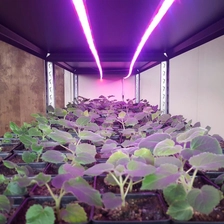 China Hybrid paulownia seeds 99% germination rate 9501 seeds with certificate fabricante