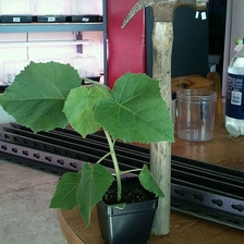 الصين الهجين paulownia shantong ، 9501 ، نظام الجذر elongata مقاومة البرد الصانع