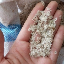China Paulownia is the cheapest quality seeds for breeding manufacturer