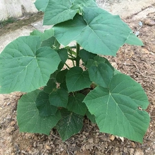 चीन Paulownia Z07 रूट कोल्ड कोई रोग का विरोध करता है अच्छी प्रतिक्रियाएं उत्पादक
