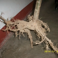الصين القرمة paulownia الأخشاب الخشب السريع المتزايد الأنواع الهجينة 9501 الشباب الصانع