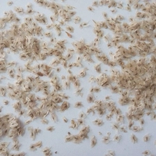 الصين باوتونج سريعة النمو بذور شجرة paulownia الصانع