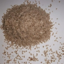 China Shandong Royal Paulownia Samen Hybrid 9501 Hersteller