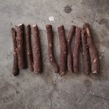 चीन Super fresh paulownia root hybrid 9501 cut from 2018 उत्पादक