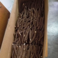 China Competitive price paulownia roots for breeding manufacturer
