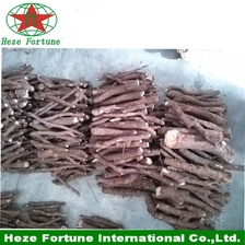 الصين The fastest growing tree in the world paulownia elongata roots cutting for breeding الصانع