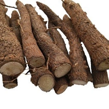 الصين Top growing rate paulownia shan tong roots cutting الصانع