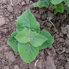 الصين Very easy survive paulownia root cut stump from Heze Fortune الصانع