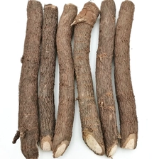 चीन ठंड प्रतिरोधी paulownia किरी पेड़ जड़ काटने उत्पादक