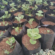 الصين من السهل البقاء على قيد الحياة الصيني المعطر شجرة 9501 الجذر الشتلات الصانع