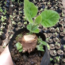 Китай Верхняя выживаемость корней paulownia с подтвержденным сертификатом производителя